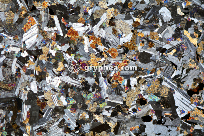 Gabbro (Loire Atlantique) LPA x3,5 - gryphea.org